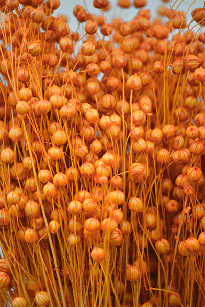 Dekora Çiçek Kurutulmuş Keten Otu (Luna otu) Turuncu