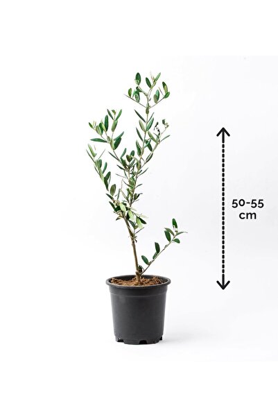 ÇiçekGaraj Saksıda Zeytin Ağacı Fidanı