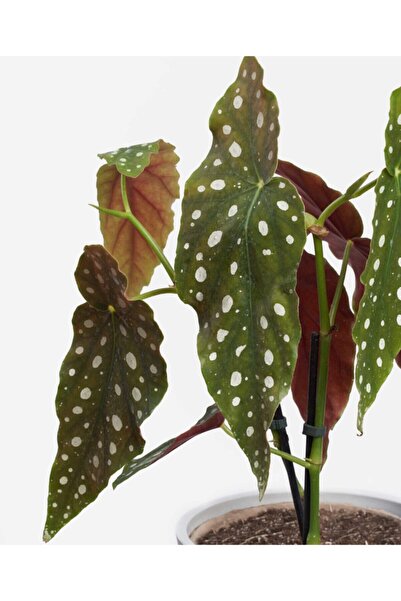 Cemre Garden Begonia Maculata - Çilli Begonya Mini - Ev Ofis Salon Iç Mekan Bitkisi - Ø:7 Cm - H:15 Cm