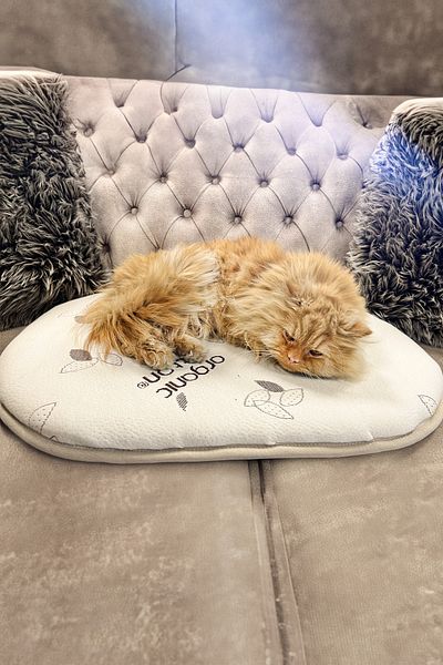 Kiwi High Density Organic Cotton Textured Cat & Dog Bed, Cushion, Mat 70x50 cm