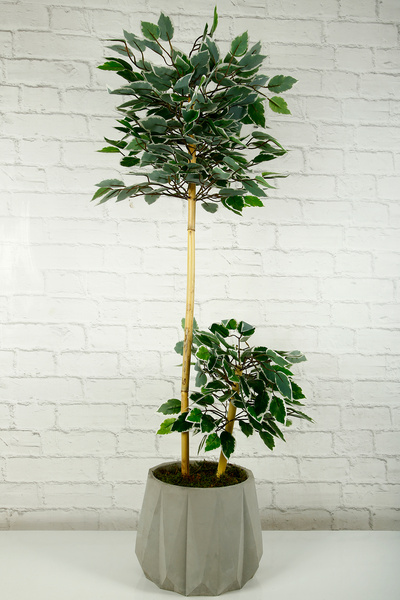 MH MiniHediye Yapay Çiçek Dekoratif Beton Saksıda Starligh Benjamin Ağacı Bam...