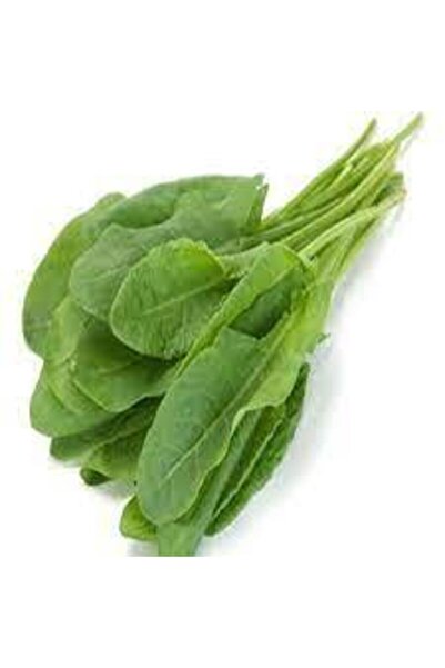 Genel Markalar Kuzu Kulağı Koç Kulağı Ekşiotu Tohumu 100 Adet Tohum