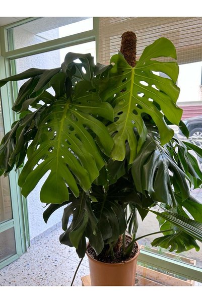 THE FLOWER RANCH DEVE TABANI ( MONSTERA DELİCİOSA) BİTKİSİ XXL