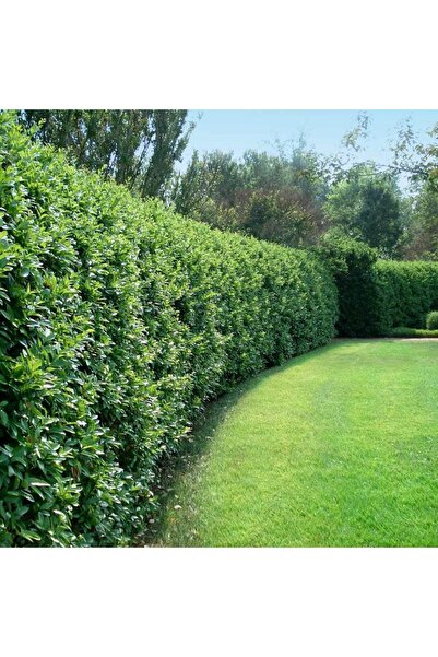 lalaahmetbotanik 10 Adet Ligüstrüm, 1 m. Boyunda Japon Kurtbağrı (Ligustrum j...