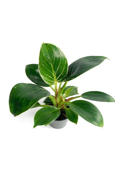 Philodendron Birkin Bitkisi Fiyatlar ve Modelleri - Trendyol