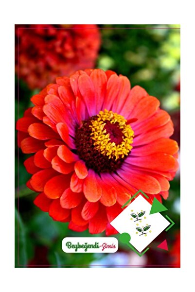Ekodoğa Beybeğendi Çiçeği 1 Paket (30 Adet Tohum) Zinnia Çiçeği Tohumu Çiçek ...