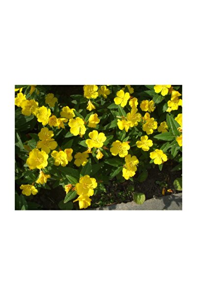 Ekodoğa Ezan Çiçeği 1 Paket (100 Adet Tohum)