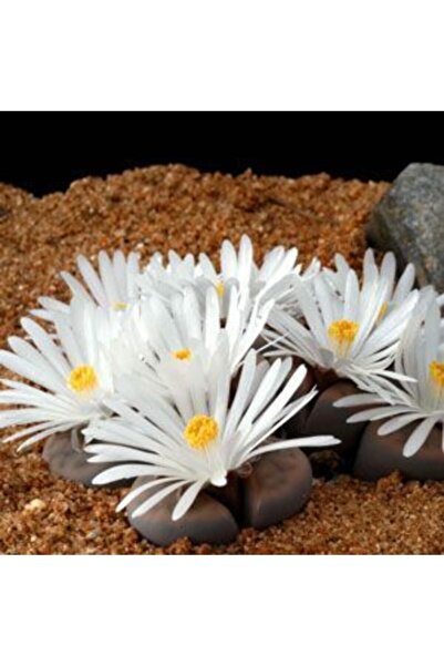 serada decor & plant Pleiospilos Nelii Lithops Beyaz Çiçek Açan Taş Kaktüs(YAŞAYAN TAŞLAR)