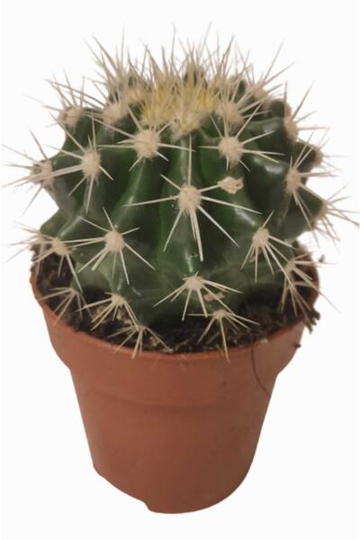 DİLEK DÜKKANI 8,5 Cm Lik Saksıda Altın Varil Kaktüs Model No:1111