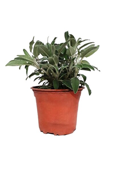 Fide Sepeti Saksıda Adaçayı Hobi Sepeti 1 Adet