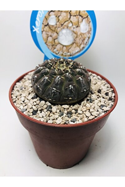 foliumbotanik Gymnocalcycium Stellatum Özel Tür Kaktüs
