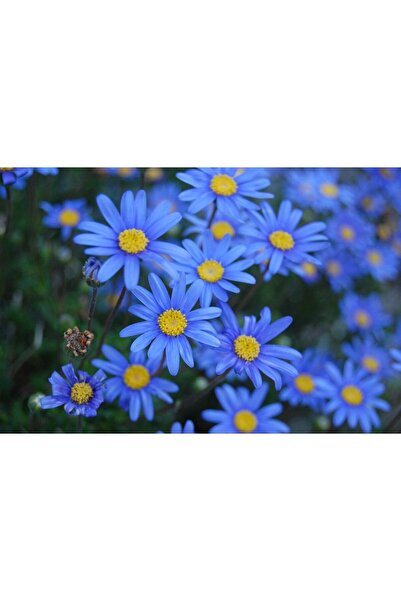 Felicia amelloides, Blue Daisy, 3 Pieces