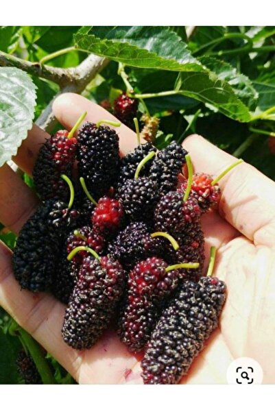 ahalfidan Tüplü Ekşi Kara Urmu Ekin Dut Fidanı