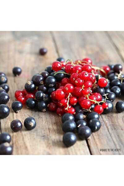 ANATOLİA BOTANİK 2 Renkli Frenk Üzümü(Blackcurrant)Kırmızı-Siyah