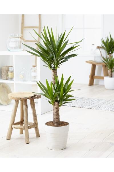 Bitkim Sende Çok Avantajlı Yuka Çiçeği Yucca 2 Li Dikim Iç Mekan Bitkisi 80-1...