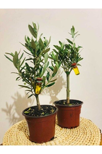 Olive Bonsai Seedling Potted 30-40 Cm