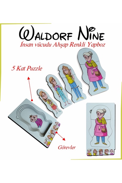 Ankebut Waldorf Nine İnsan Vücudu Renkli Ahşap Yapboz Yaşam Döngüsü