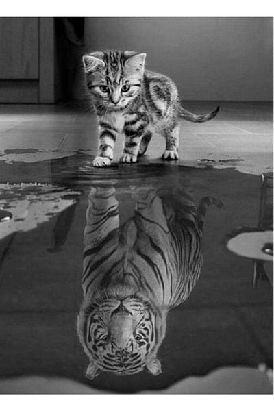 dialands Mirror
