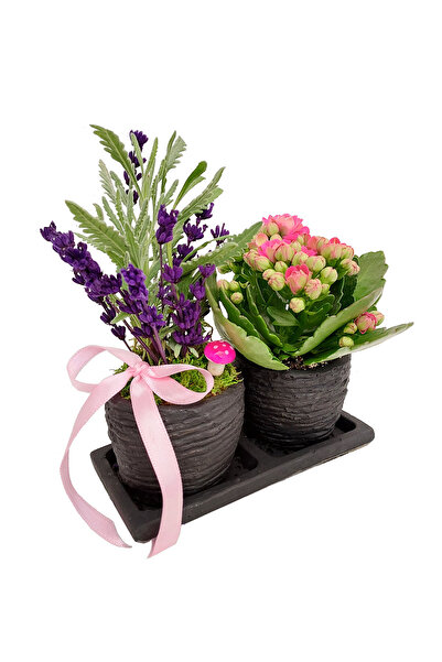 çiçekseli Kokulu Bitki Canlı Lavanta Ve Kalanchoe Set Beton Saksıda & Hediye ...