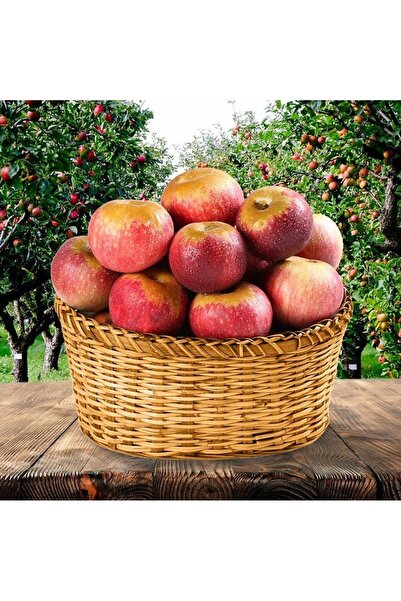 E-fidancim Tüplü Yarı Bodur Mayhoş Arapkızı Elma Fidanı