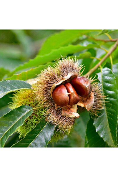 E-fidancim Tüplü Verimli Işıklar Kestane Fidanı