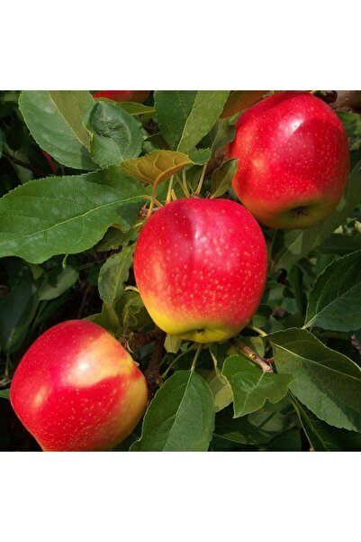 E-fidancim Tüplü Tam Bodur Rose Glow Pink Lady Elma Fidanı