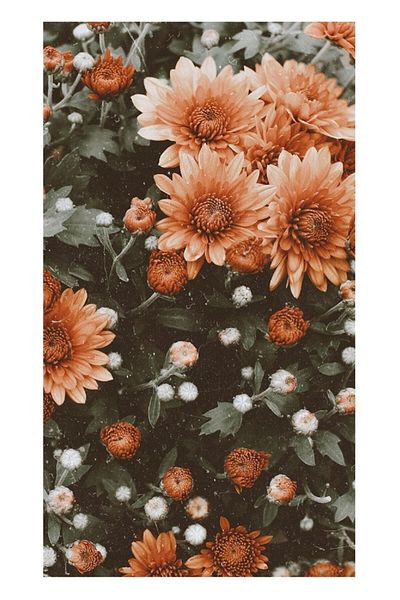 dialands Flower