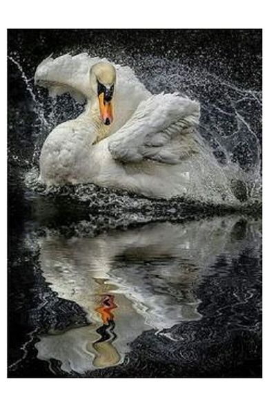 dialands Swan