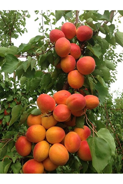 E-fidancim Soğuklara Dayanıklı Kendine Verimli Sugar Late Geçci Kayısı Fidanı