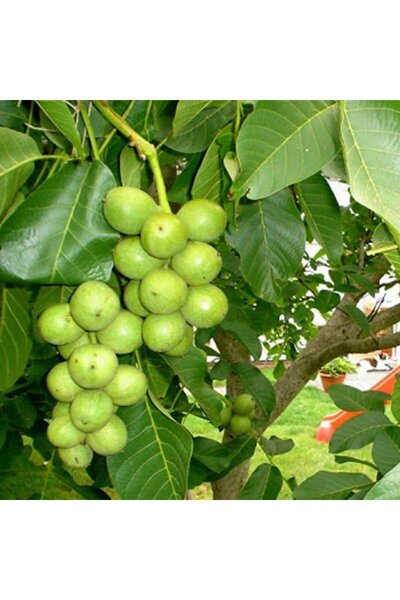 E-fidancim Tüplü Chandler Salkım Ceviz Fidanı Seneye Meyve Verir Durumda