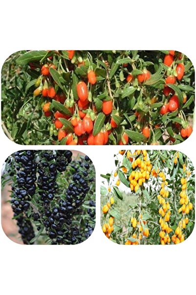 E-fidancim Tüplü Goji Berry Fidanı Paketi (Siyah-Sarı-Kırmızı Tek Pakette)