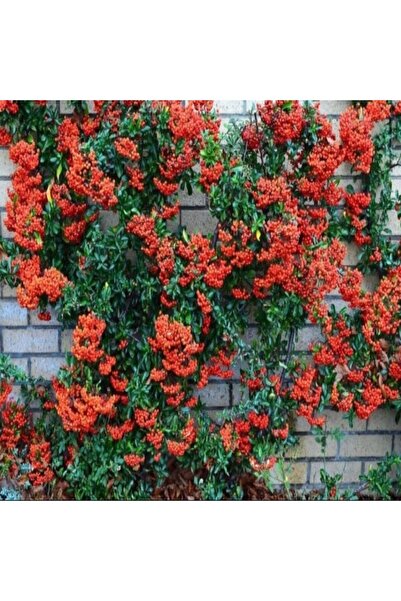 E-fidancim Tüplü Ateş Dikeni Ağacı Fidan