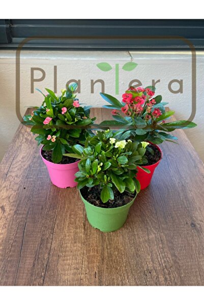 EGE GARDEN Euphorbia Milii - Dikenler Tacı - Üçlü Set ÜÇ FARKLI RENK
