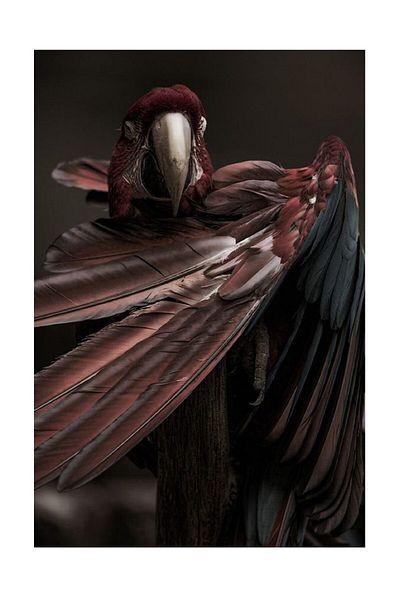 dialands Parrot - Comfortable Uncut Fabric