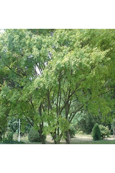 E-fidancim Çınar Yapraklı Akçaağaç Tohumu (20 tohum)