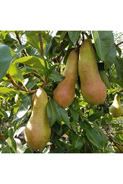 E-fidancim Tüplü Tam Bodur Abete Fetel Armut Fidanı