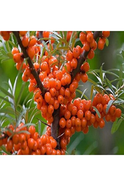 E-fidancim Tüplü Latince Hippophae Rhamnoides Yalancı Yabani İğde Fidanı