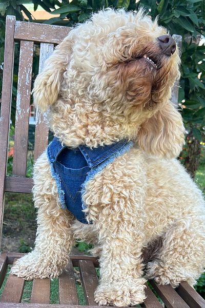 Globodepo Blue Denim Jeans - Collared, Dog Collar, Harness Anti-Escape, Chest Body Collar Adjustable
