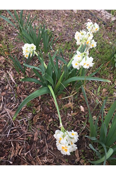 Silifkeden 7 Adet Beyaz Sarı Katmerli Nergis Çiçeği Soğanı Kokulu (MEDIUM)