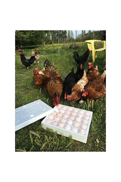 Zeytinli Keçi Çiftliği Gezen Tavuk Yumurtası (30 ADET) Çiftliğimizde Yetişen Ve Tamamen Doğal Şekilde Beslenen Tavuklardan