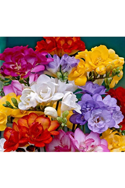 aytun çiçekçilik Karışık renk frezya soğanı 30-35 adet