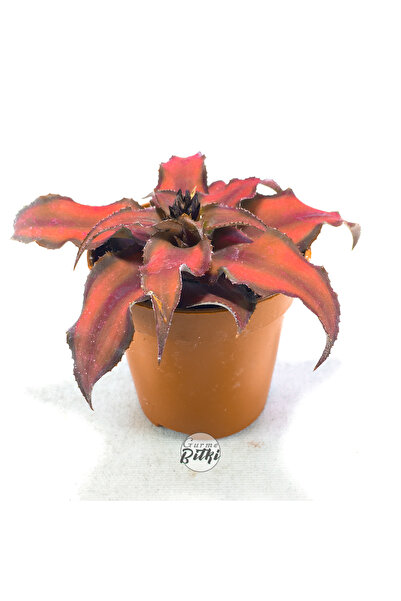 Gurme Bitki Cryptanthus Bivittatus "Red Star" (5.5 cm Saksıda) Bromeliad