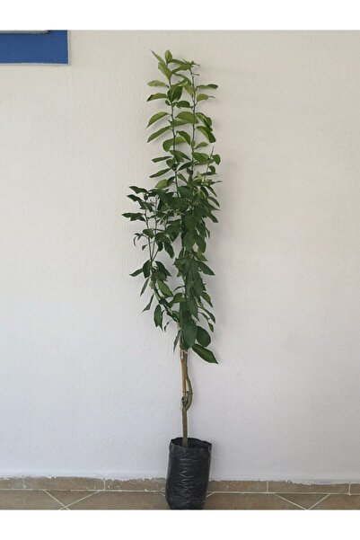 Mavi Ege Peyzaj Üzeri Meyveli Yediveren Limon