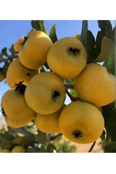 Doğan Fidancılık Belen Sarı Alıç Fidanı 100-120 cm 2 yaşında fidan.