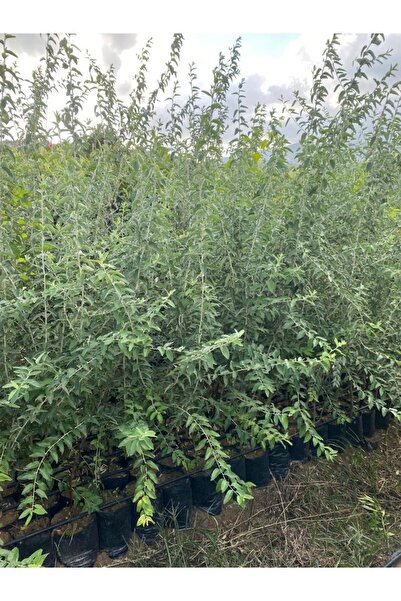 FİDANLIDAN Tüplü İğde Fidanı