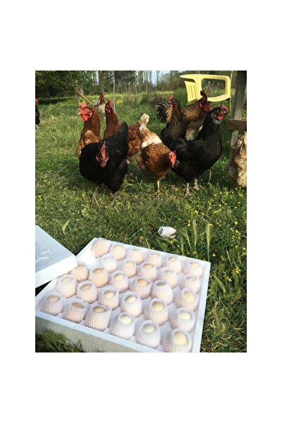 Zeytinli Keçi Çiftliği Gezen Tavuk Yumurtası (30 ADET) Çiftliğimizde Yetişen Ve Tamamen Doğal Şekilde Beslenen Tavuklardan
