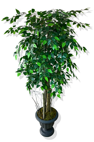 Cihan Çiçekçilik Yapay Ağaç Benjamin 170 Cm Nergiz Saksı