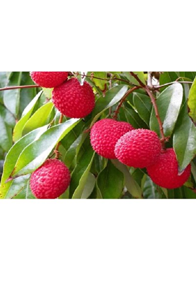 DECO Lychee/liçi Meyvesi