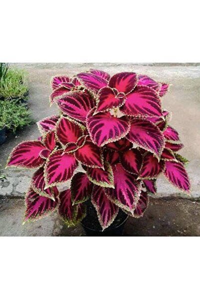 Bitkim Sende Yaprak Güzeli Çiçeği Canlı Bitki Büyük Saksılı 40-60 Cm