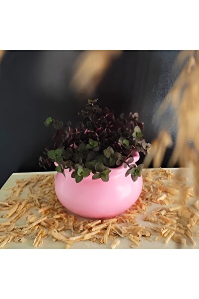 E.M.S AVM Saksı Çiçek Saksısı Menekşe Saksısı Sukulent Saksısı Mumluk Kıvrıml...